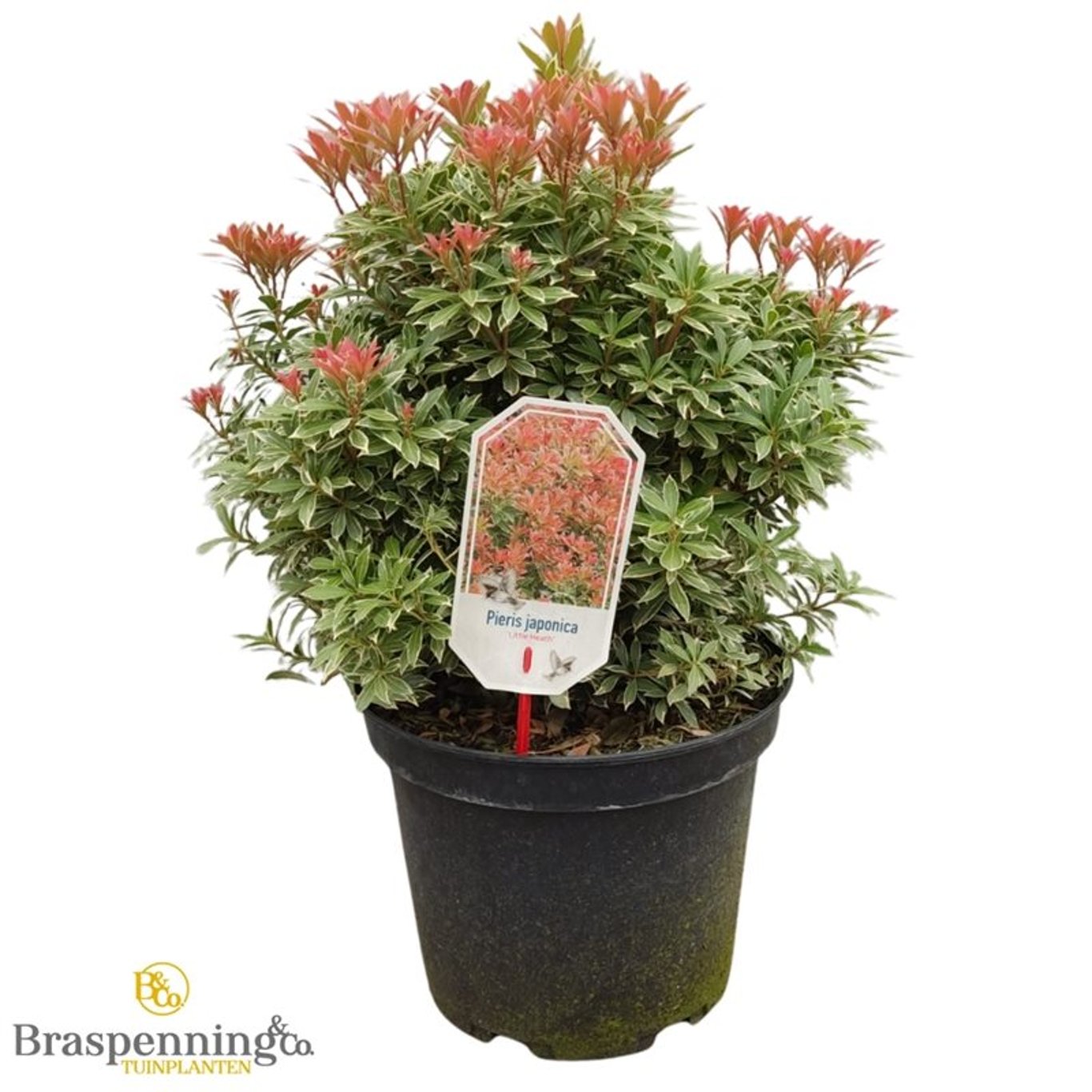 Pieris jap. 'Little Heath' - C10 40-50 CM